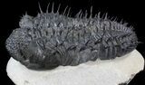 Spiny Drotops Armatus Trilobite - #37516-1